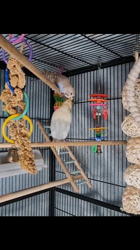Birbs being so cute 😍 
#birbs #birb #birdsofaustralia #birdsofinstagram #budgielife #budgieofinstagram #budgiegram #food #fee...