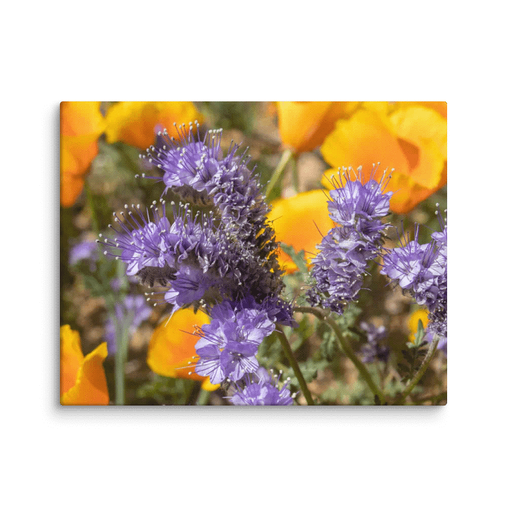 Canvas Print - Phacelia and Poppies product image (1)