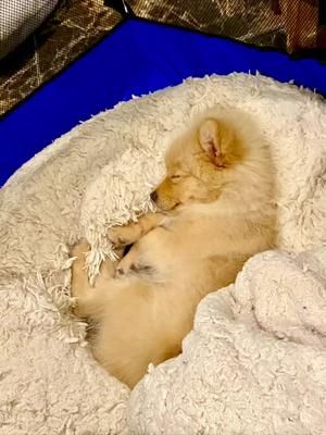 Dog sleeping with celebrities #dogsleep #cuteness #pomeranian #cutenesoverloaded #dogs 