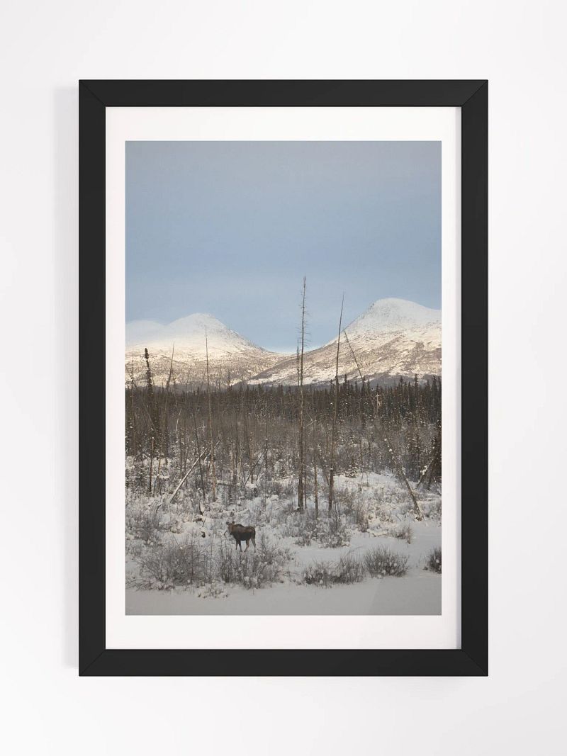 Moose and Mountains