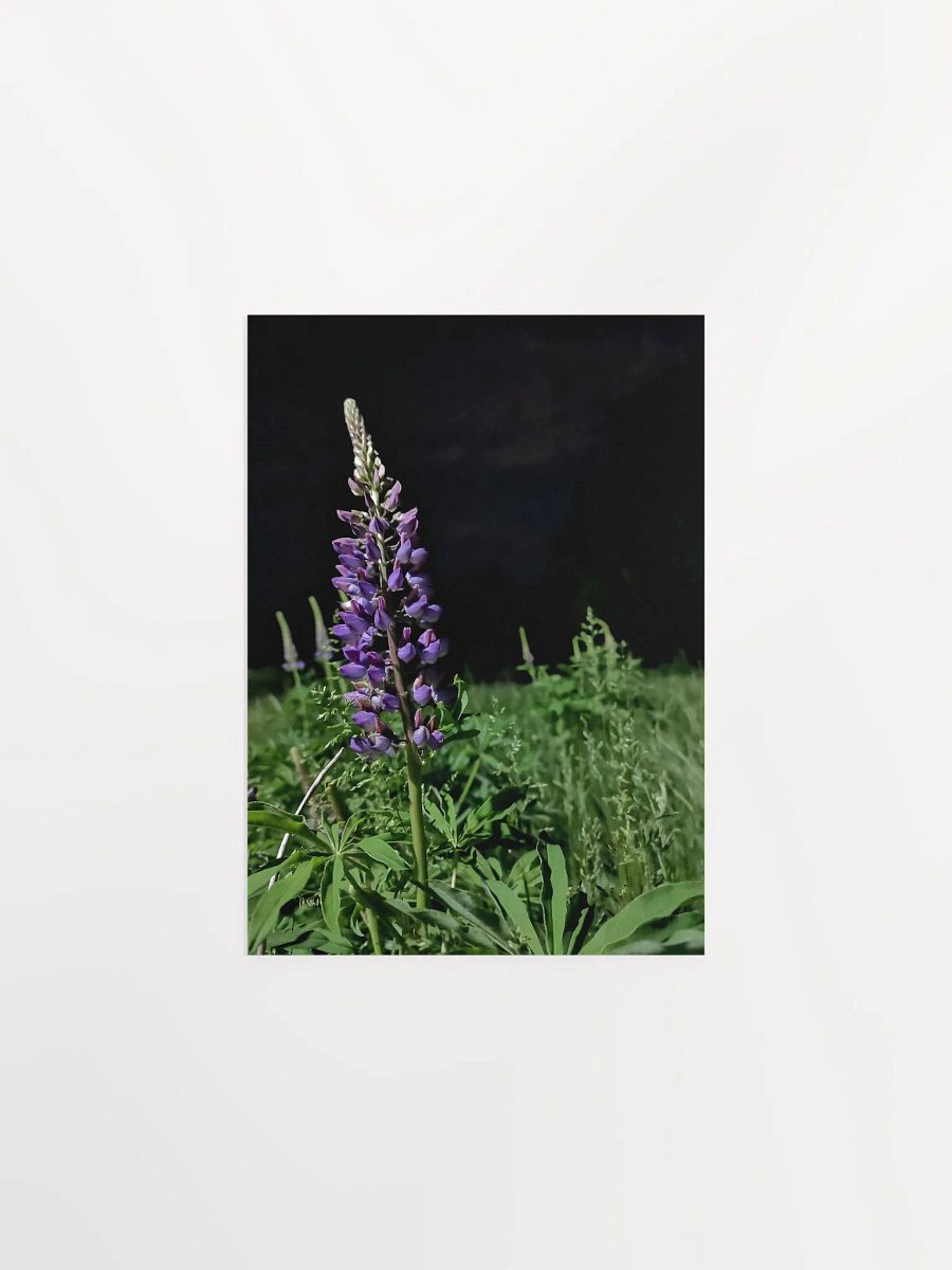 Midnight Lupine (Print) product image (7)