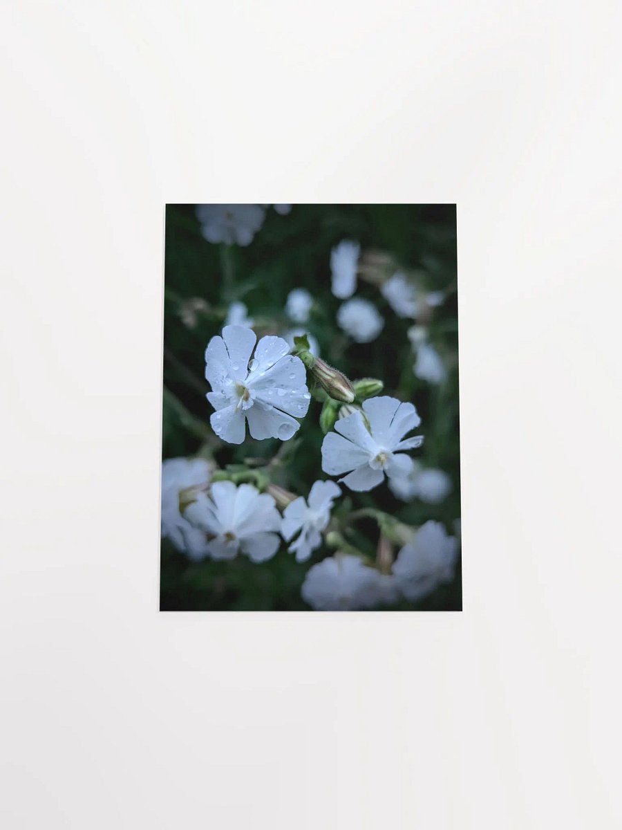 Maidenstears (Print) product image (37)
