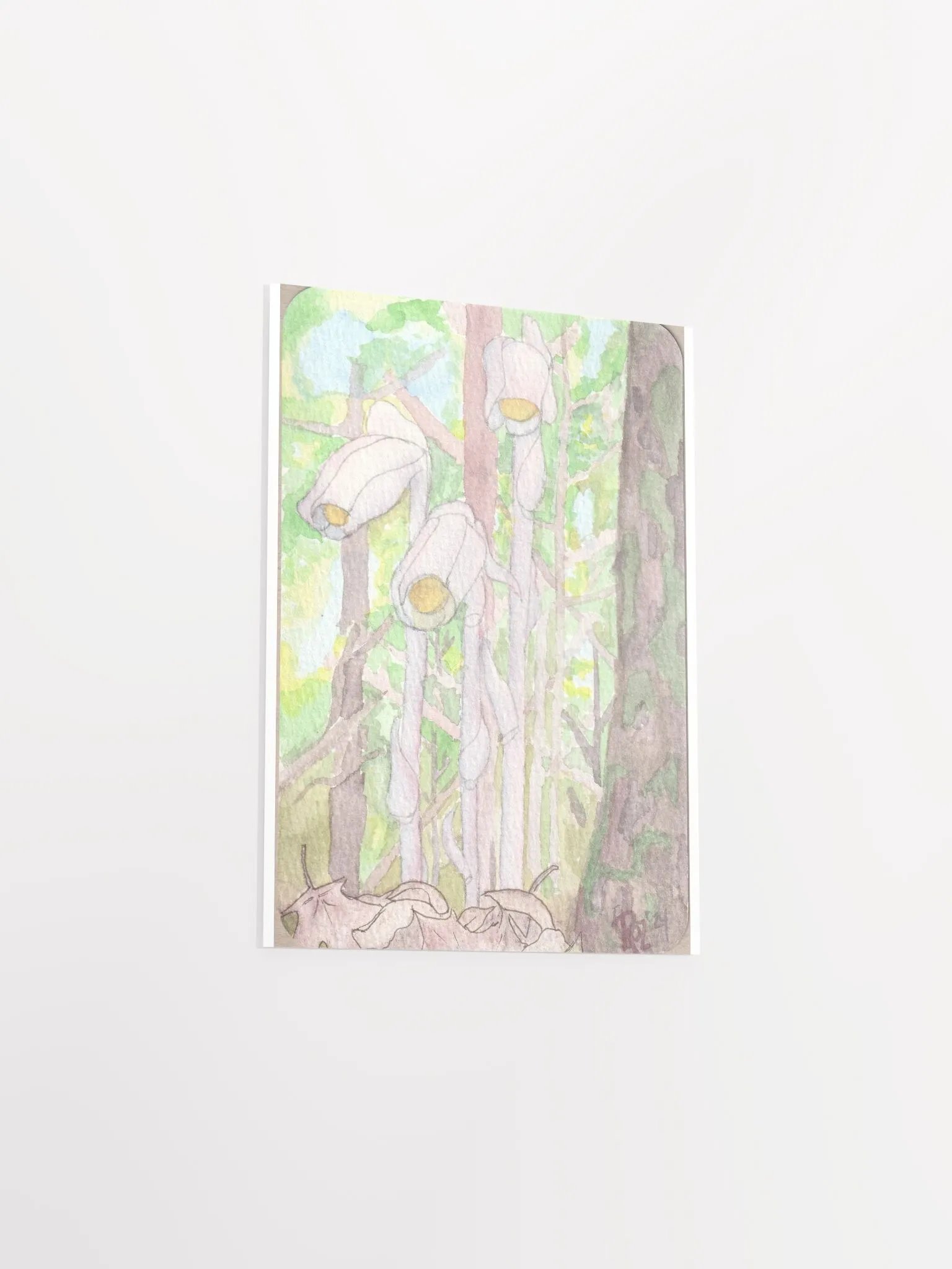 Ghost Pipe flowers product image (3)