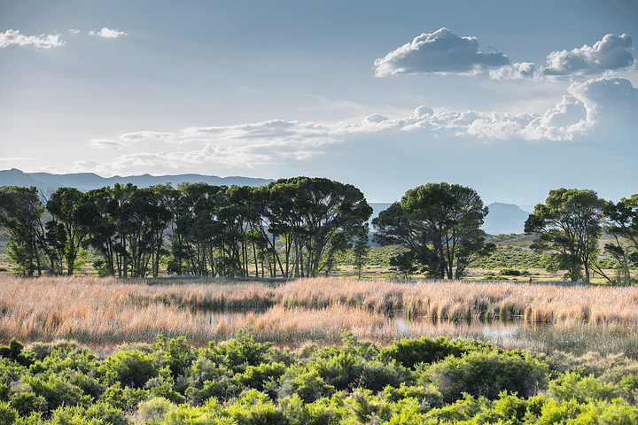 Print - Pahranagat Wildlife Refuge, Nevada product image (9)