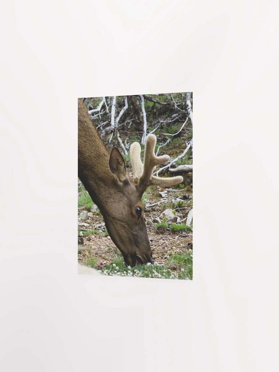 Majestic Elk Matte Poster product image (6)