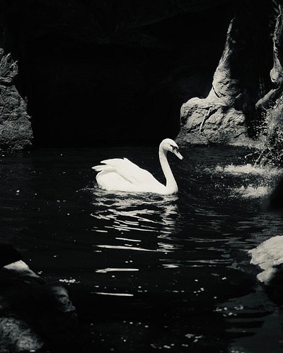 #swan #whiteswan #floridabirdlover #robinmehdee