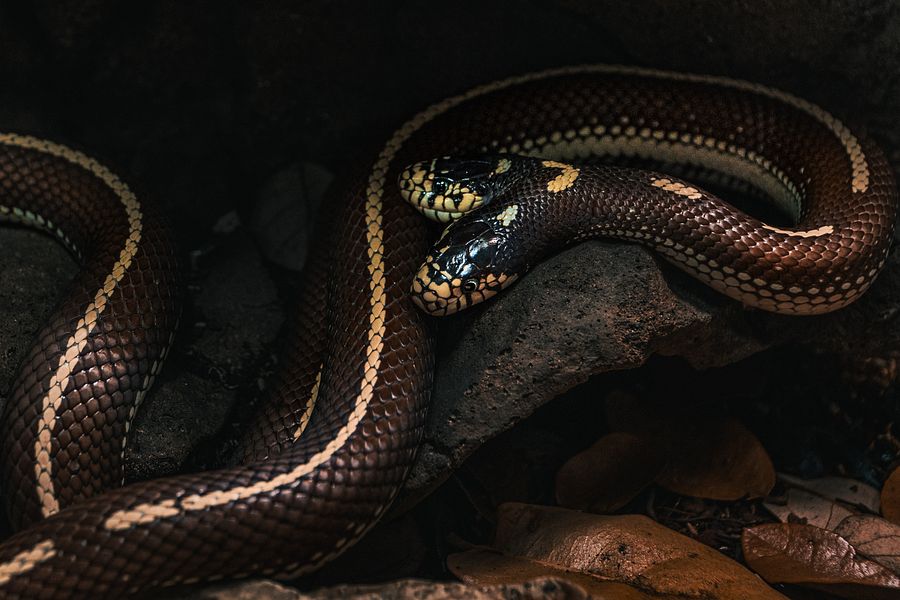2-Headed California King Snake product image (1)