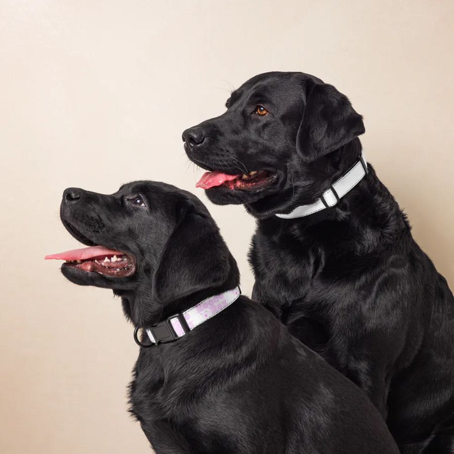 RoccoRox Dog Collar Size Medium product image (6)