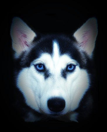 Siberian Husky product image (1)