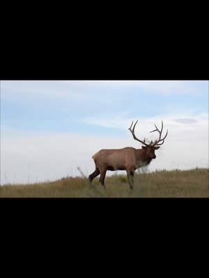Only 7 more days until Elk Season here in South Dakota. #tiktok #viral #hunterxhunter #outdoors #tik_tok 