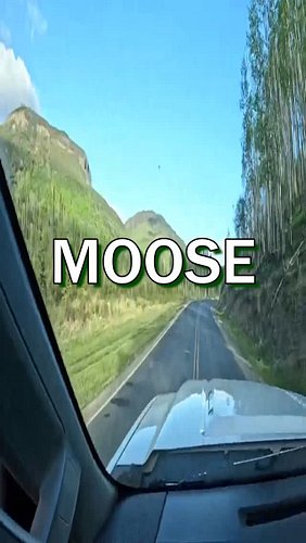 Grant spots a moose on the drive, quick moment as it darts into the trees. Northern BC at its finest. #MooseSighting #Norther...
