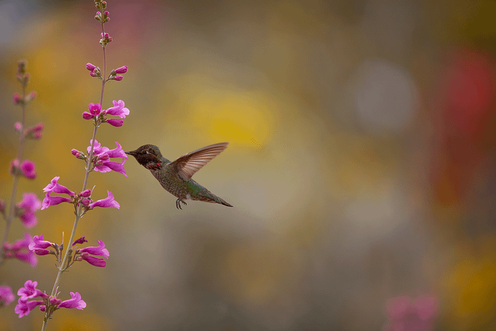 Print - Anna's Hummingbird product image (13)