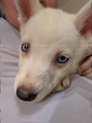 🐾We have a puppy!🐾  meet Skye the Siberian Husky with a  stunning white coat and even more stunning pair blue eyes! she's currently 8 weeks old and she's been with us 3 days now! I hope to start recording her progress and going live a bit more with her but there she is and she's adorable!! she is taking a while to settle as separation anxiety has hit hard but we will get there 🙏#wolflikedog #whitedog #huskeylife #furbabymom #fyp 