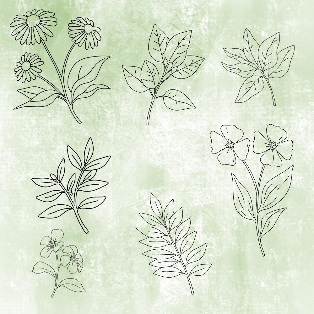 Botanical SVG Bundle: Hand-Drawn Floral Clipart & Leaf Doodles product image (4)