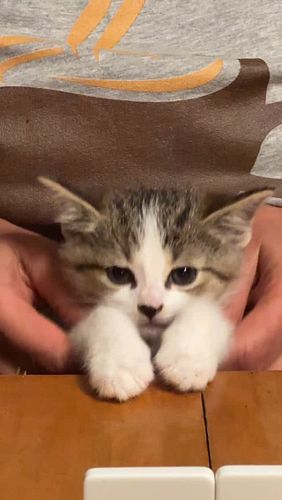 Did you know kittens can sing and dance before six months old? #kitten #cat #singer