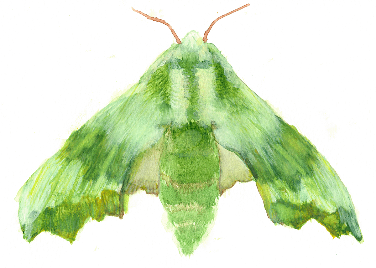 Lime Hawk Moth Sicker (x2) product image (5)
