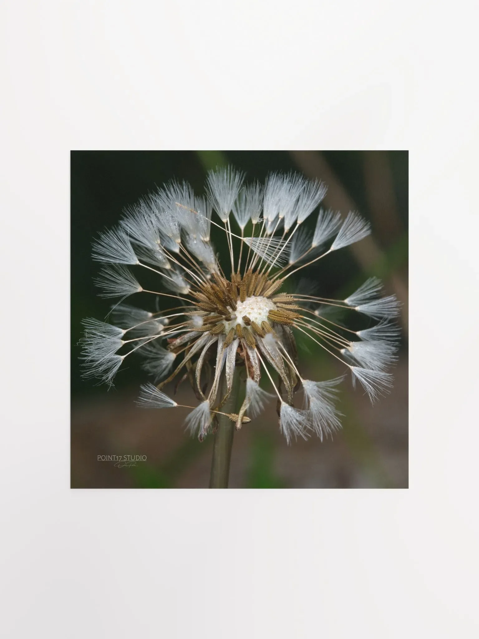 Dandelion #7 - Print product image (3)