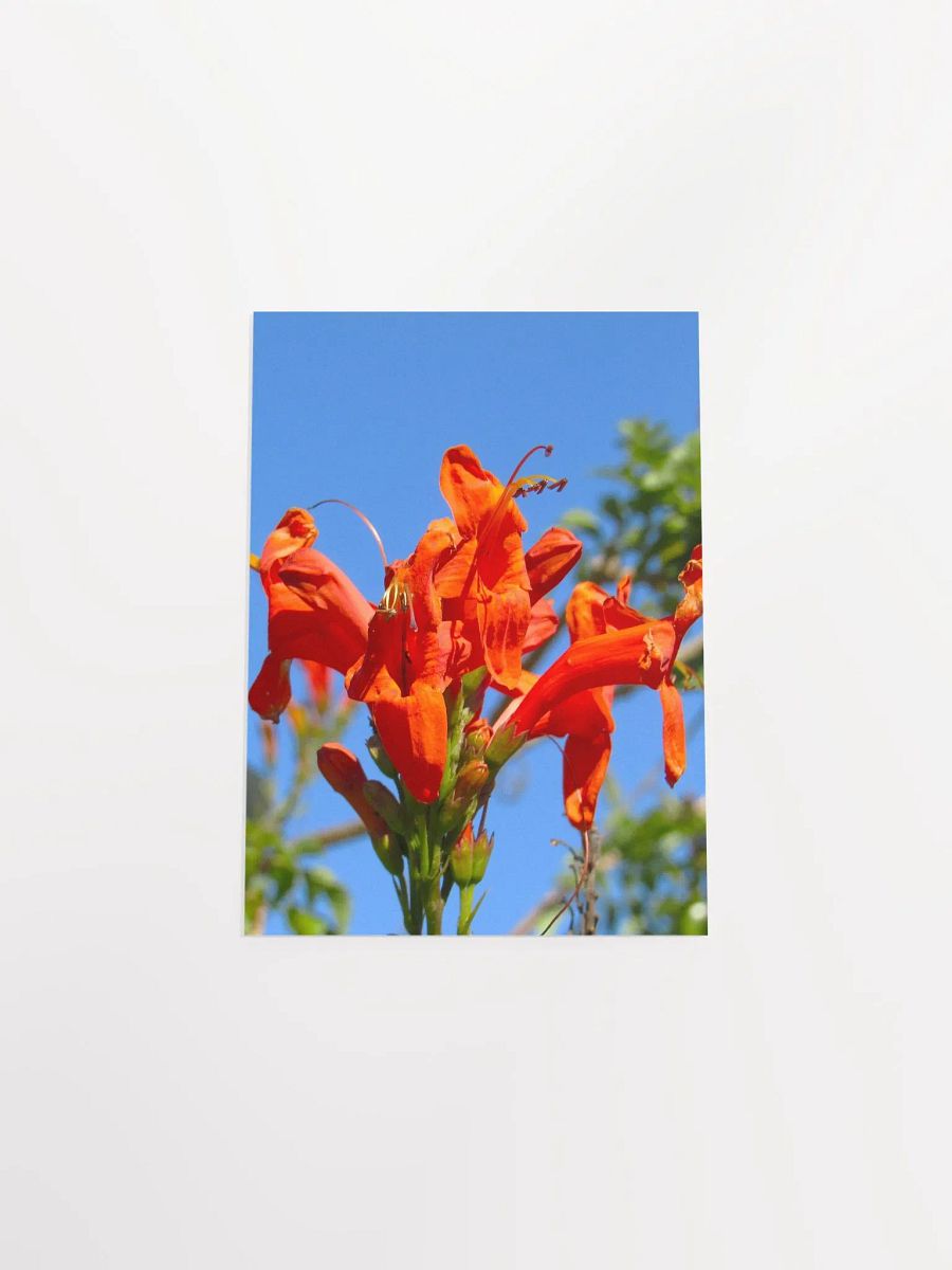 Cape Honeysuckle product image (43)