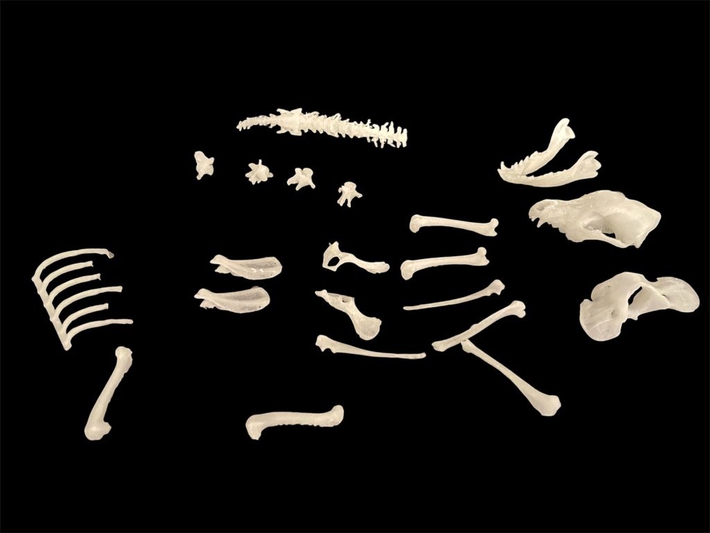 Bone Hound Slime product image (2)