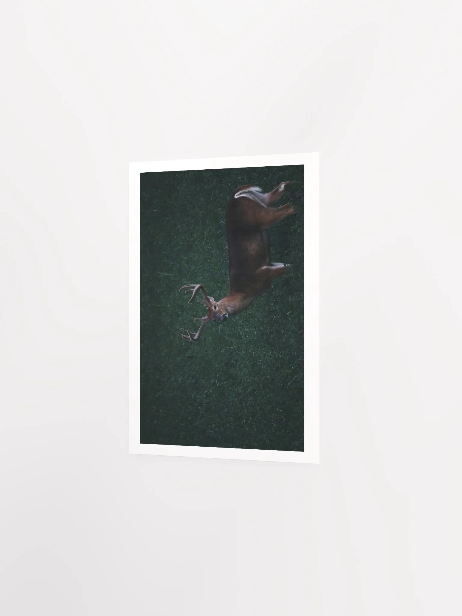 Majestic Antlered Deer Matte Poster product image (9)