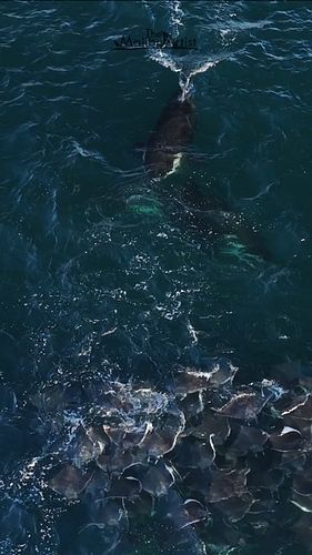 Incredible scene I filmed earlier this year of orcas hunting mobula rays during my Sea of Cortez Expedition. 
-
I've got one ...