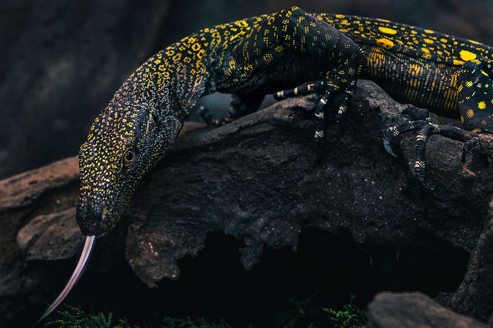 Baby Croc Monitor product image (1)