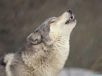 Omega Wolves
