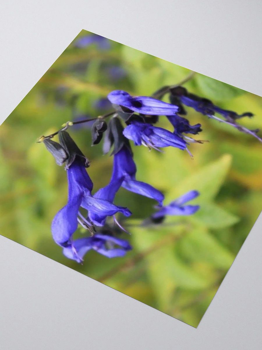 A Study in Flowers 3 - sticker version product image (9)