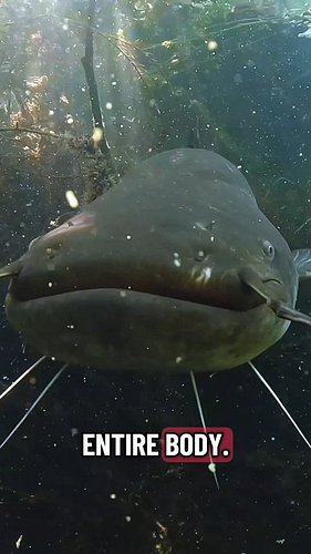 This Fish has over 100.000 Taste Buds! 
#fishing #fishingvideos #catfish #welscatfish