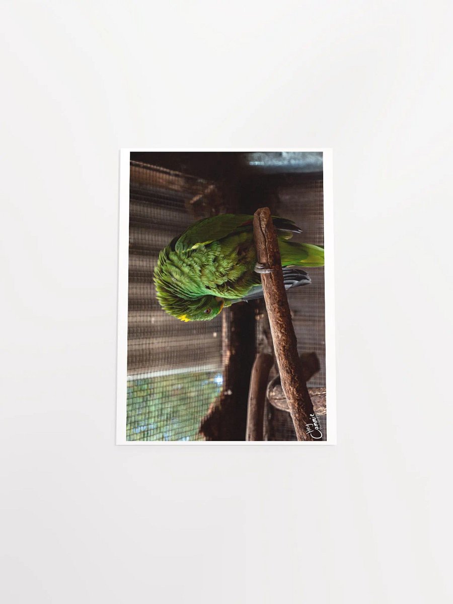 Green Feathers - Print product image (4)