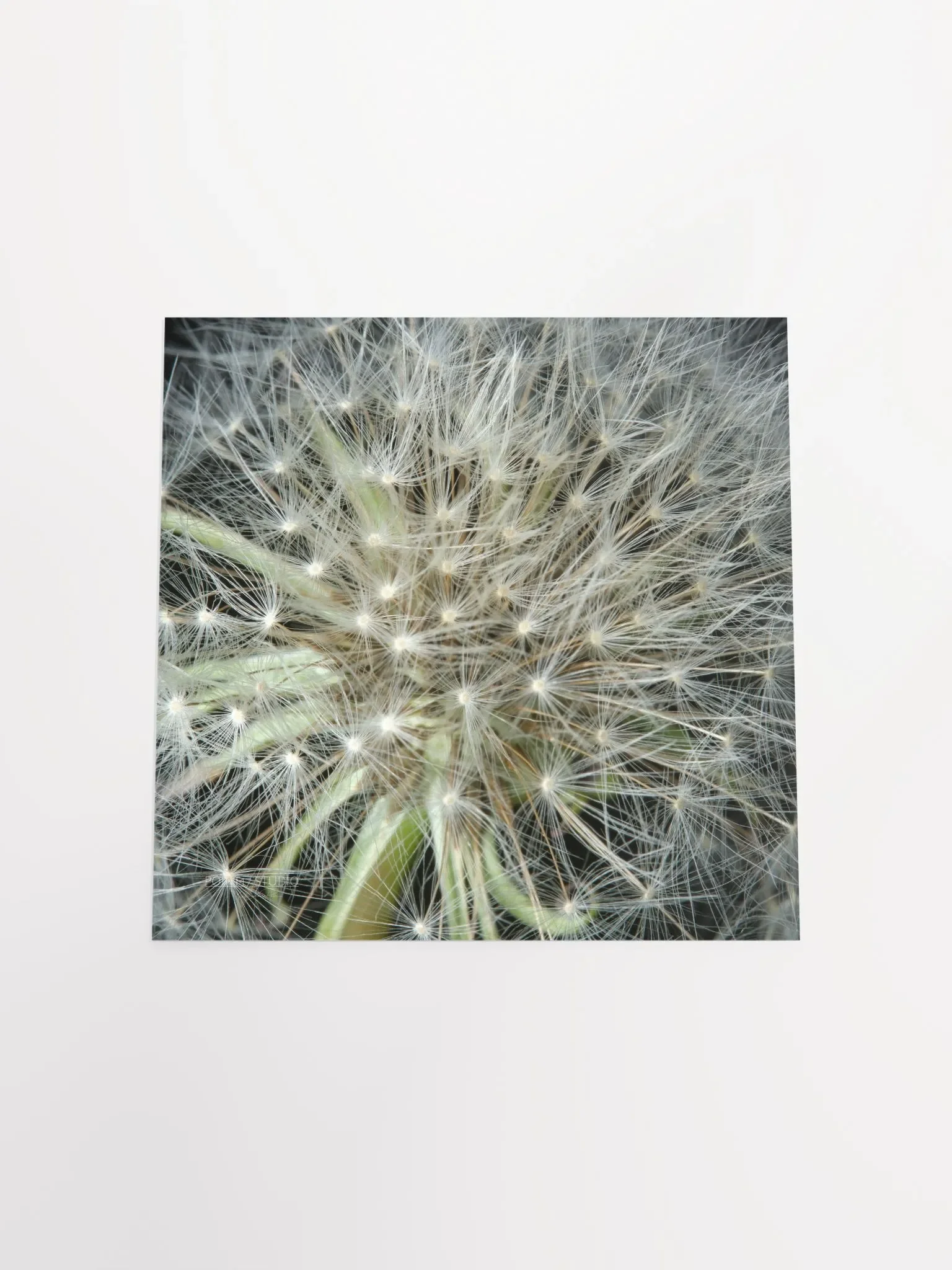 Dandelion #3 - Print product image (11)