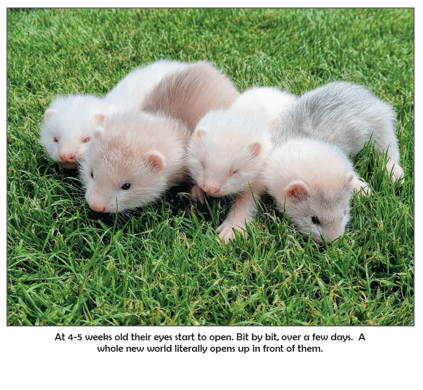 Kingsdown Kits PhotoBook - Worldwide Delivery product image (4)