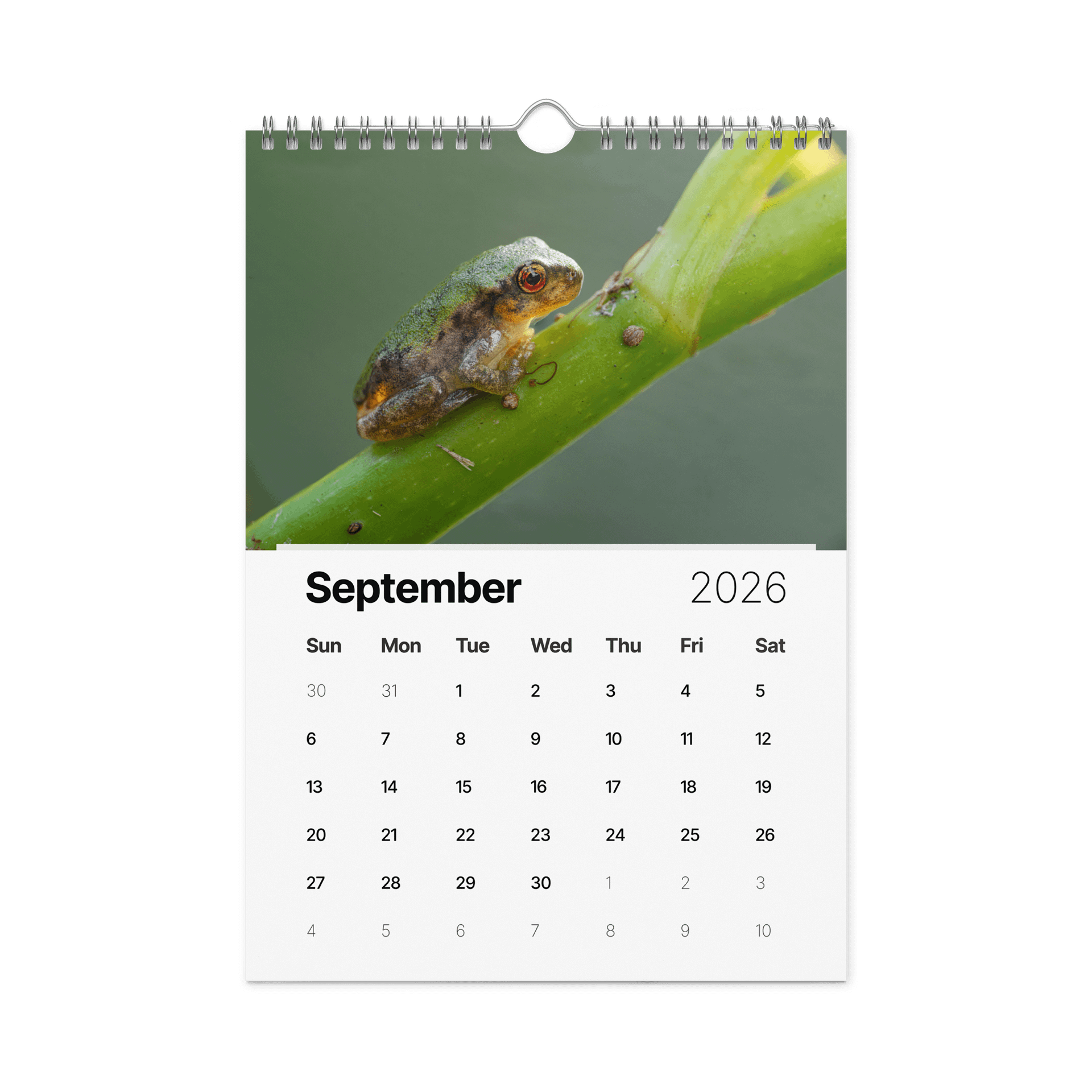 2026 Garden Bugs product image (10)