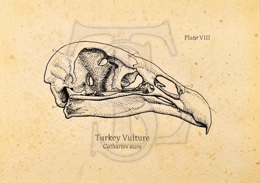 Turkey Vulture Skull Giclée print (hand watercolored) product image (1)