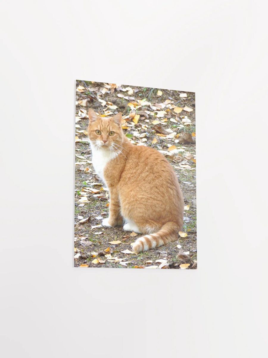 The domestic cat - Enhanced Matte Paper Poster product image (3)