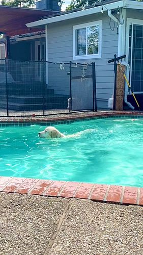 Why?! Do all Weims swim like me? 🤔 Show you weims swimming skills! 
. #weimaraner__daily #weimaranerpuppy #weimaranerlove #we...