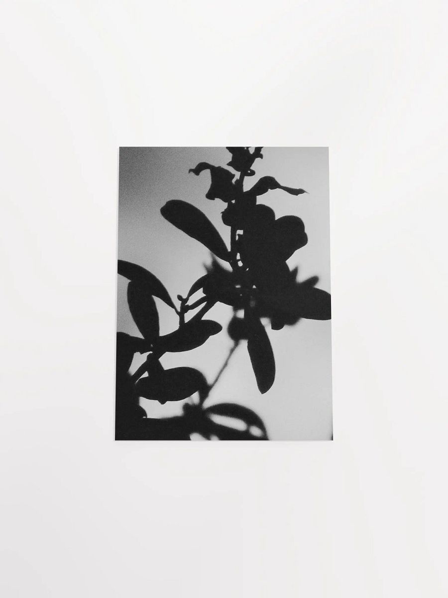 Black & White Plant Glow product image (43)