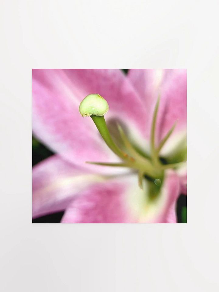 Lily product image (1)
