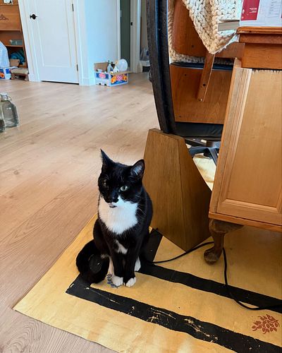 I’ve been editing all day long today and haven’t even received any help from any of the cats, deplorable behavior