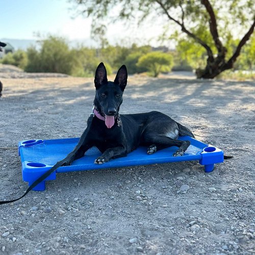 HUGE announcement coming! 📣 🎉

Until then, check out these wonderful Malinois beauties in training!