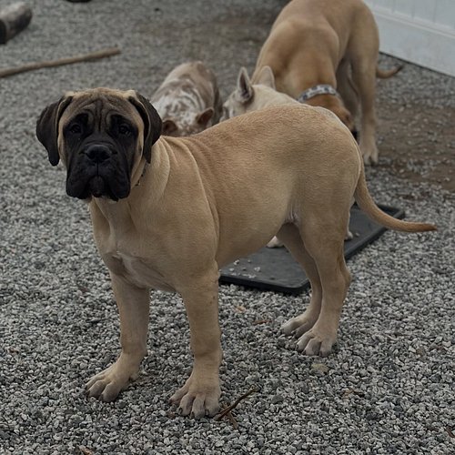 JADe 👀‼️ YiKES 😳…. The future is BRIGHT 💪🏽

🐾 
🐾
🐾
🐾
🐾
#mastiff #mastiffsofinstagram #mastiffgram #mastiffs #bullmastiff #bul...