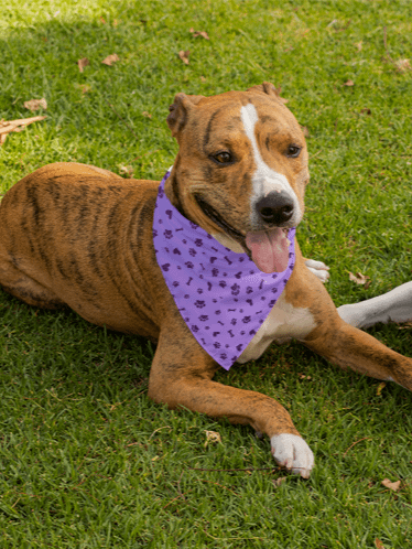 Purple Bandana (For Pets & People!) product image (1)