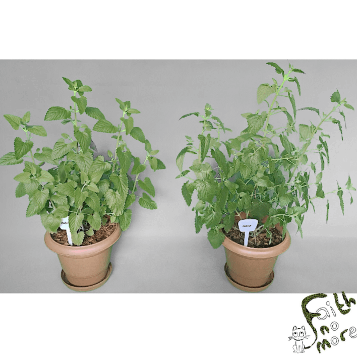 Catnip (Nepeta cataria) product image (3)