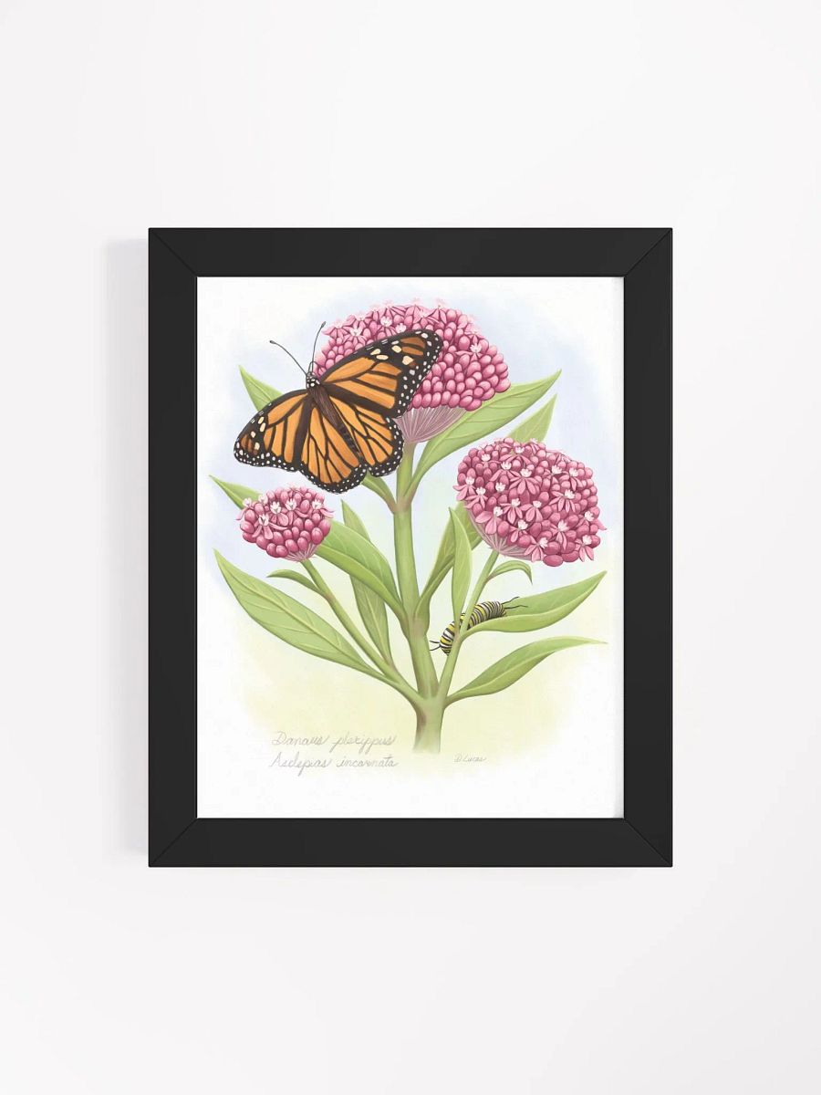 Monarch, Caterpillar & Milkweed product image (47)