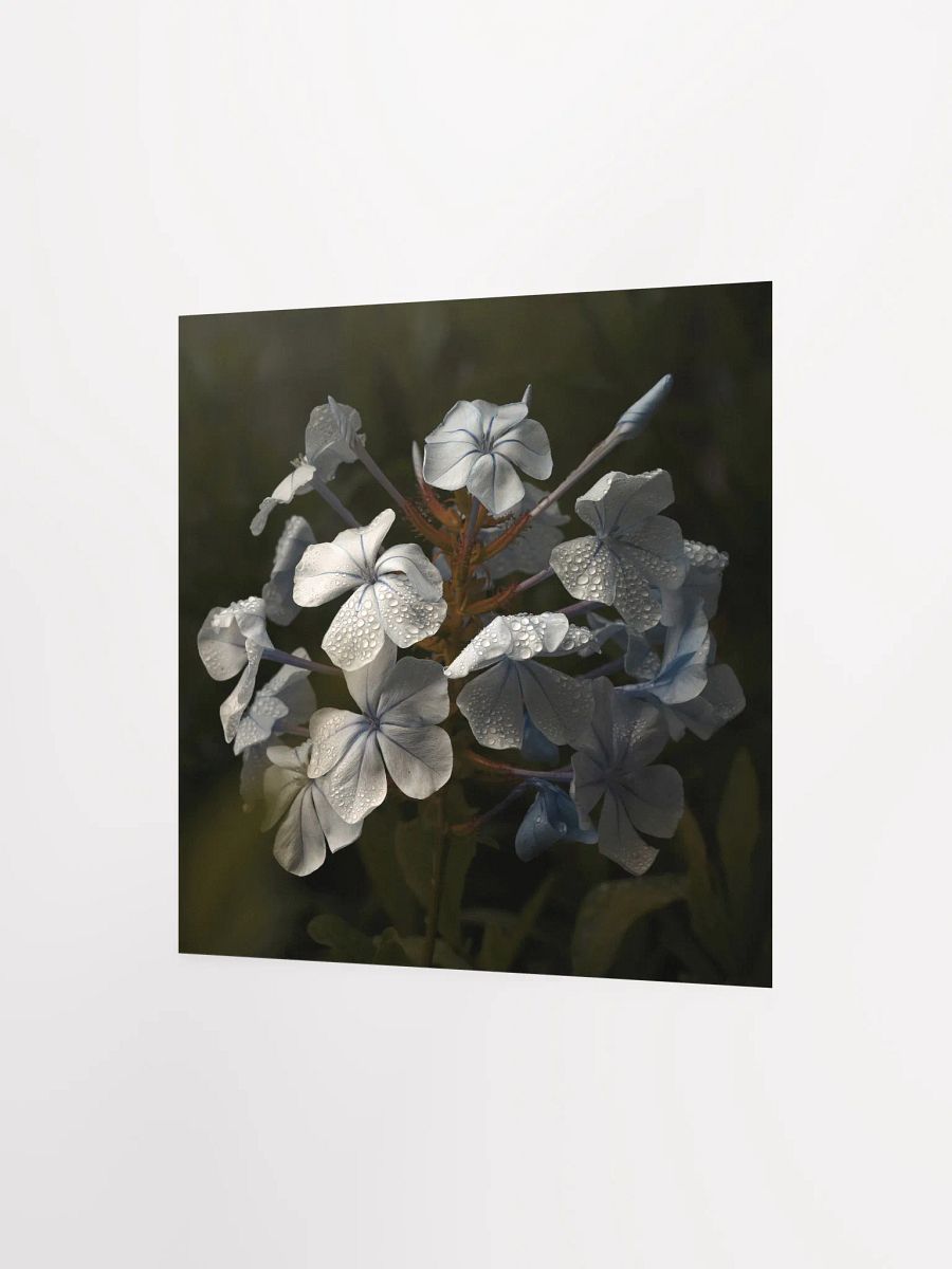 Plumbago after the Rain product image (3)