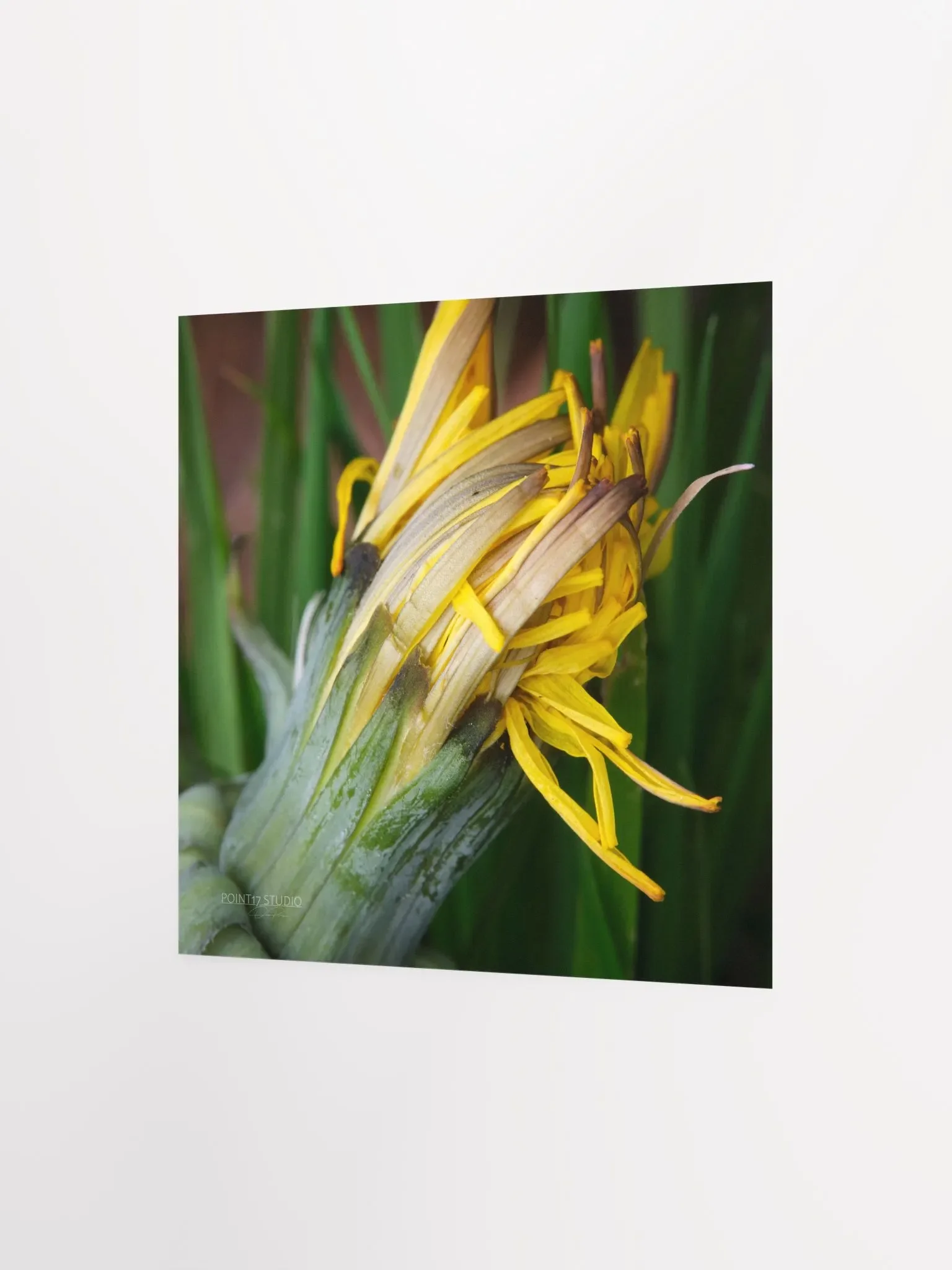 Dandelion #8 - Print product image (6)