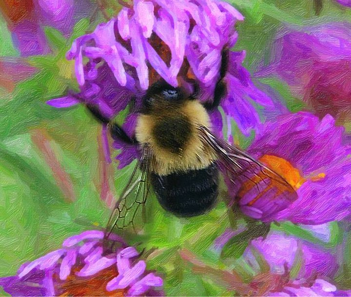 Bumble Bee wall art product image (1)
