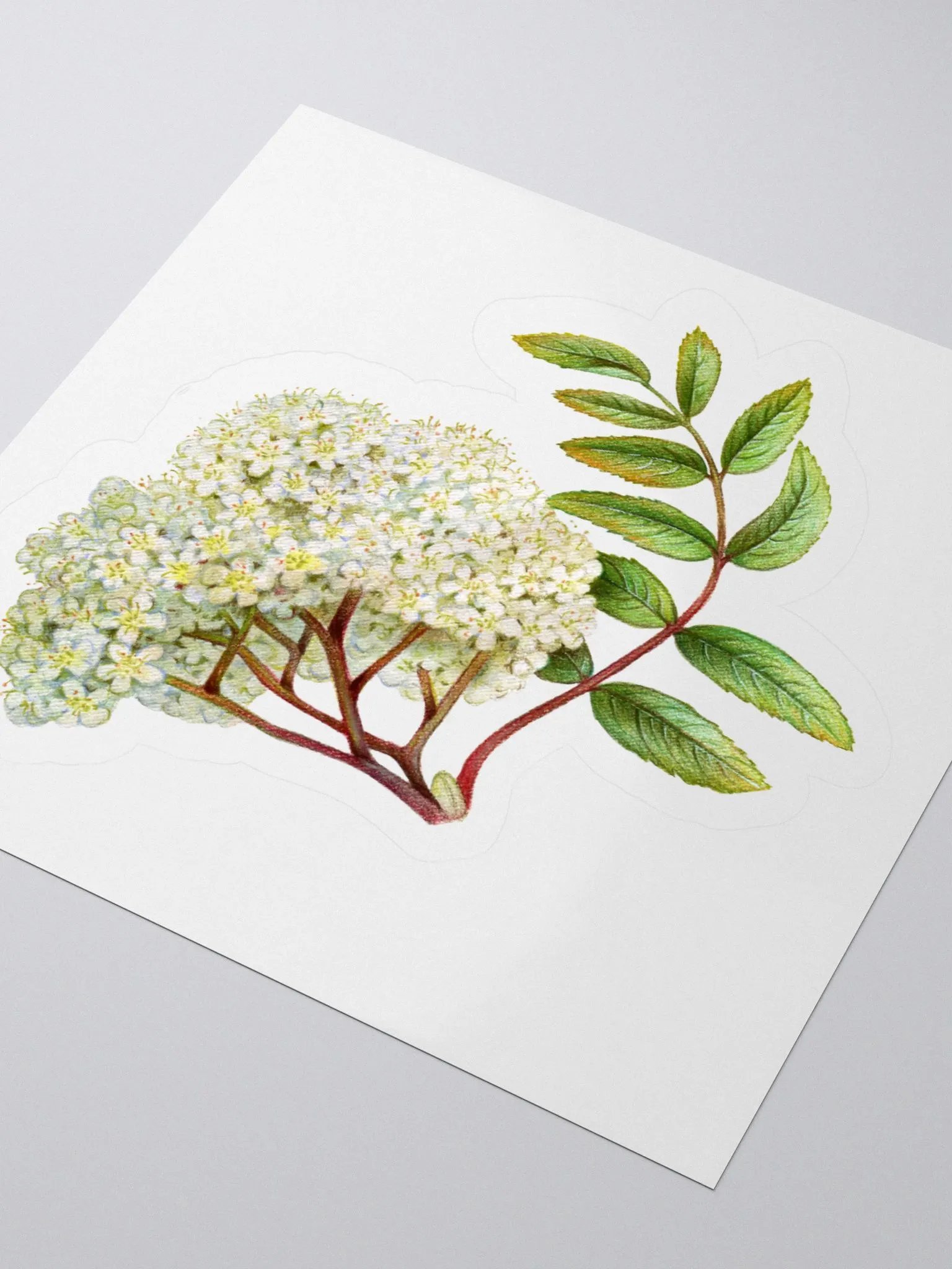 Tiny white flowers sticker product image (4)