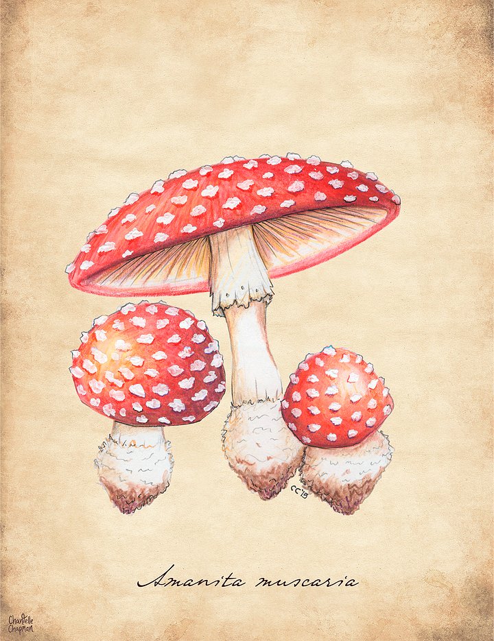 Amanita Muscaria - Art Print product image (1)
