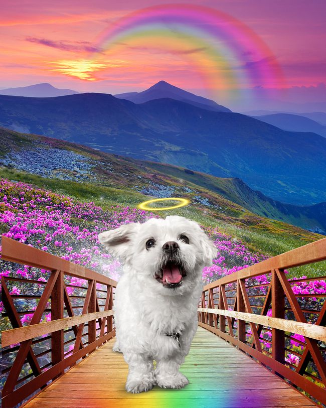 Rainbow Bridge Portraits